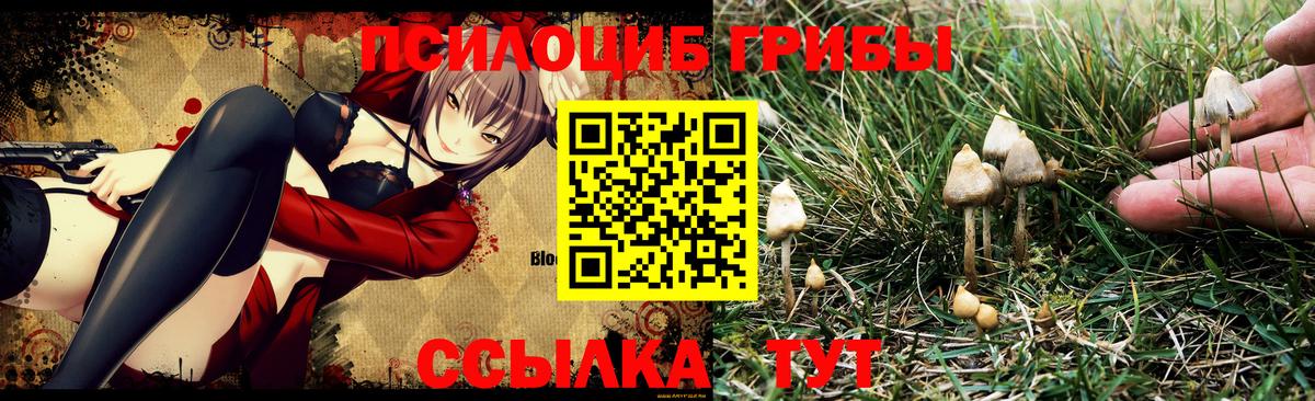 Псилоцибиновые грибы Cubensis Канск